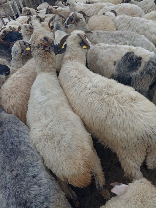 Oii și Berbecuț de vânzare