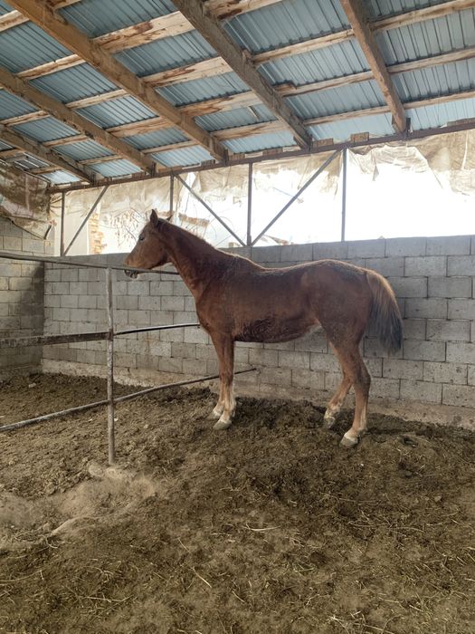 Жуас минги бие сатылады