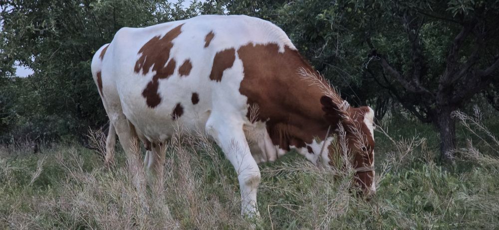Smental sigr sotiladi