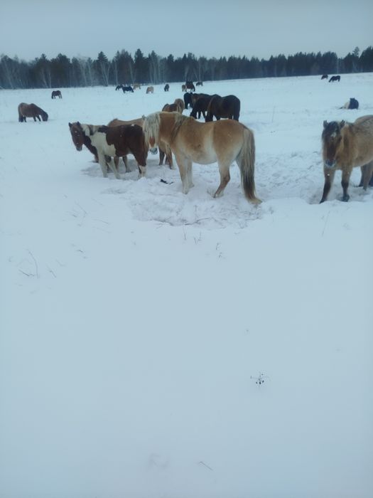 Продам Жеребец 8лет