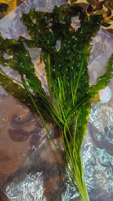 Обменяю анагетон.