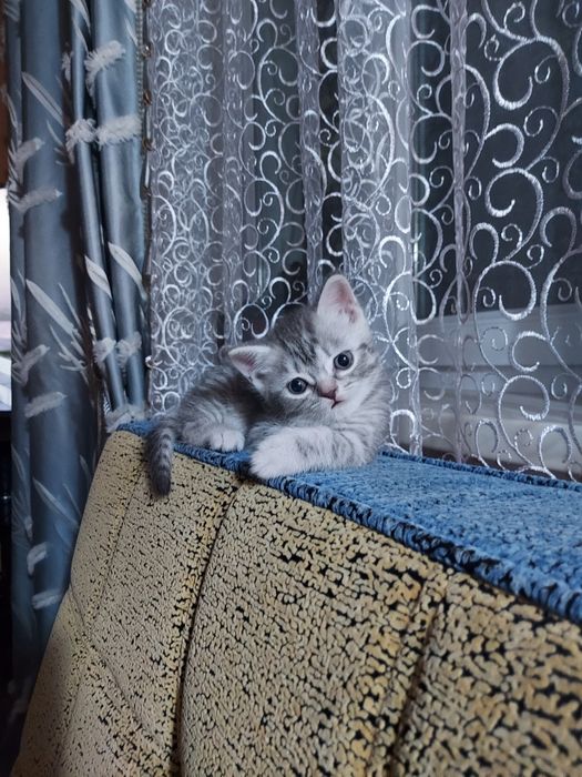 Продаю породистых котят