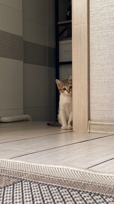Кошечка девочка.