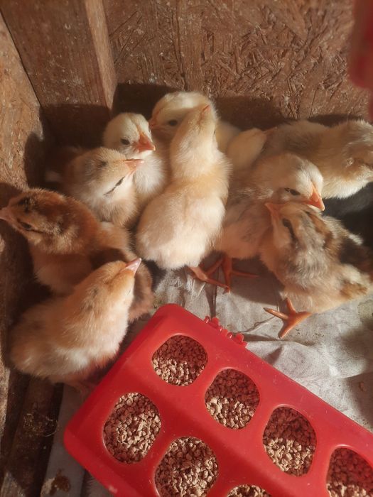 Цыплята домашние. Квочка с цыплятами