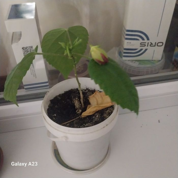 Комнатные цветы кактусы