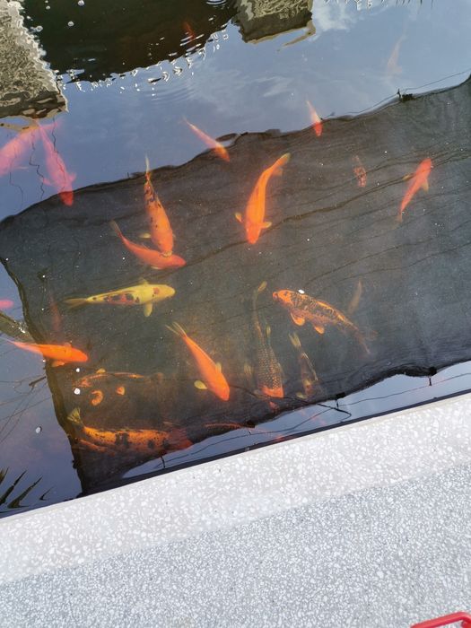 Crapi koi  si carasi puiet  și. maturi.. de la 4...40 cm