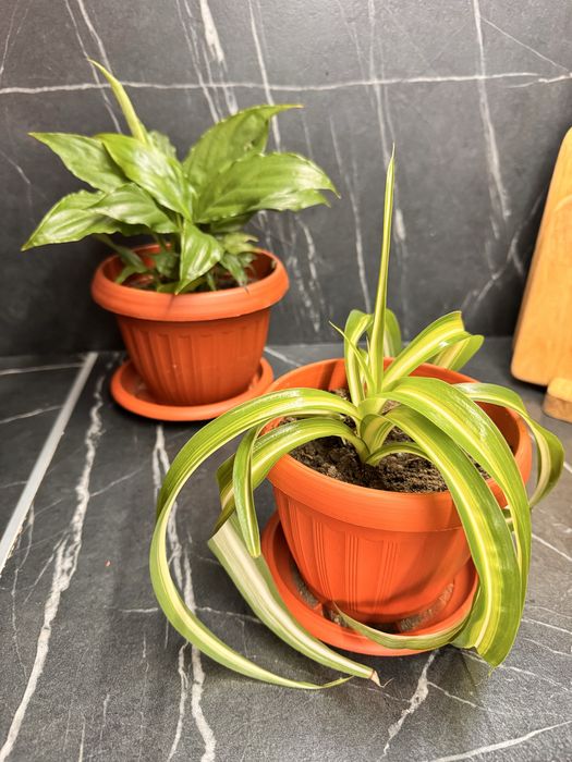 Продам комнатные цветы по 1500