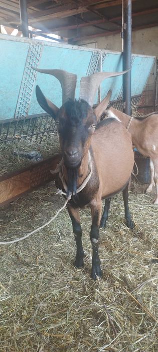 Vand  tap rasa Alpina Franceza