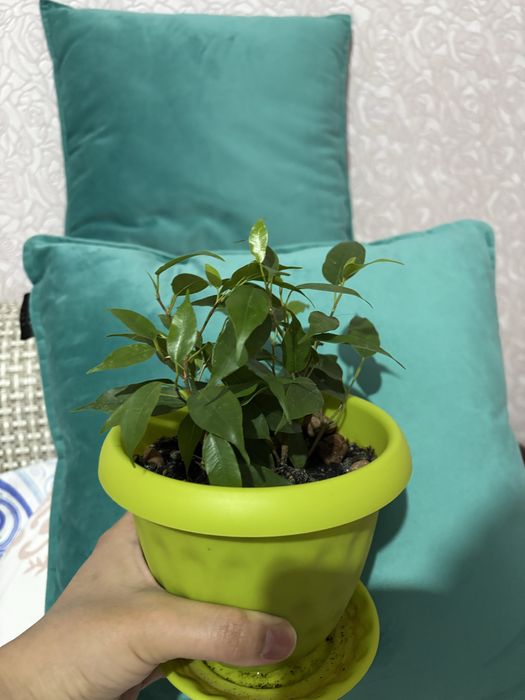 Фикус в добрые руки