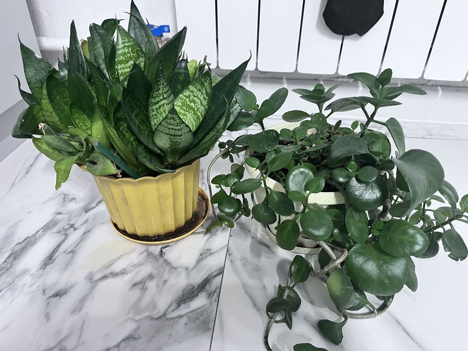 Продам комнатные цветы