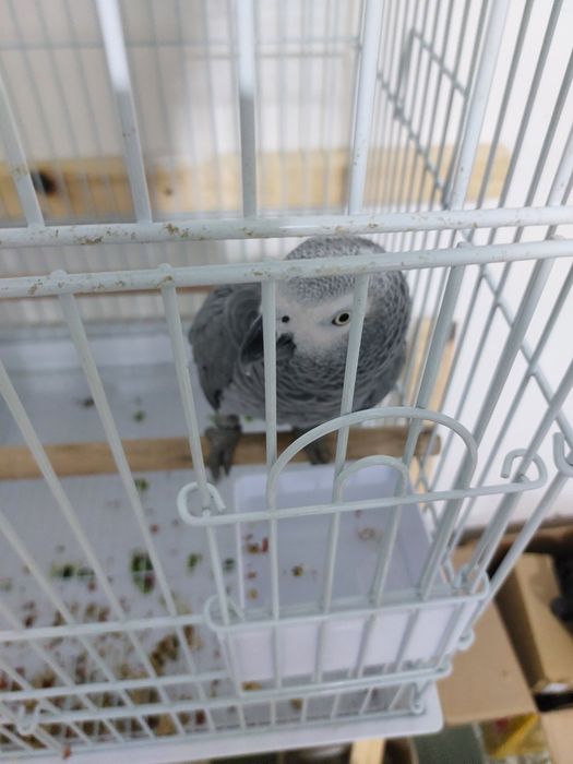 Jako totiqush tayyor moda