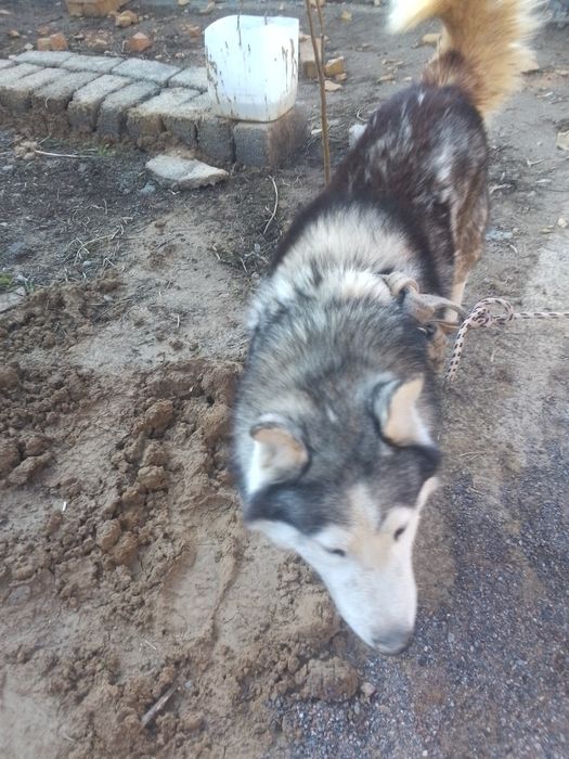 Qozoqi alabay  va xatika sotiladi.