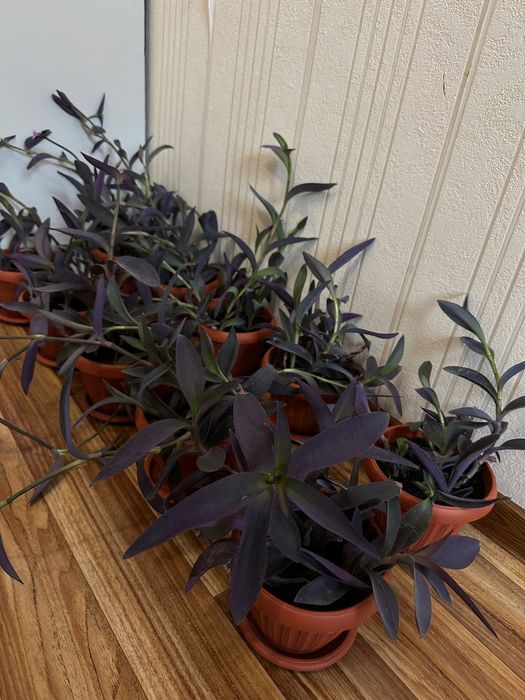 Традесканция бледная 'Purpurea'