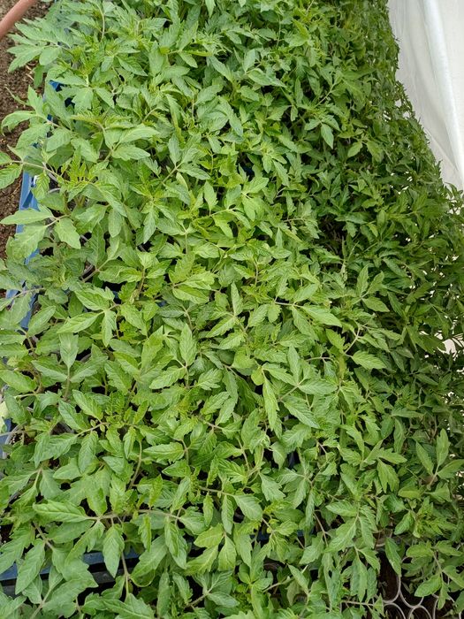 Продавам първокласен разсад домати