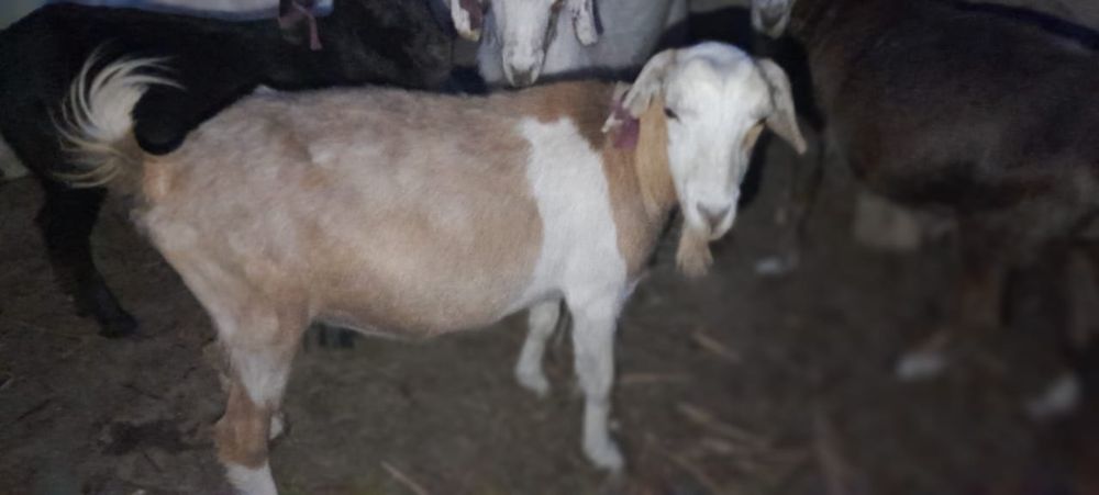 Ешким сатылады 40000