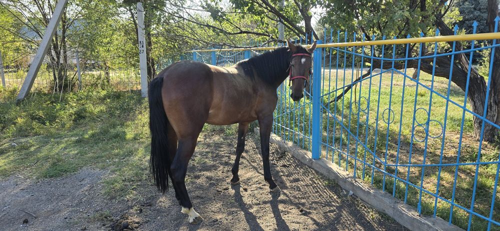 продам иноходцев