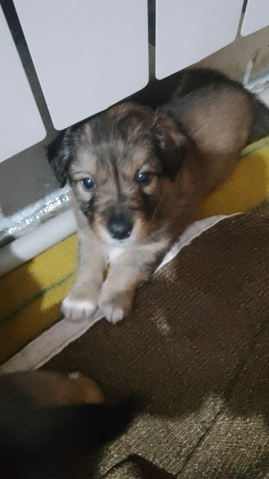 Щенки бесплатно.