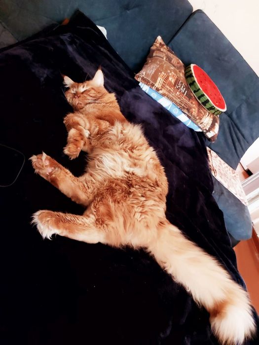 Котята мейнкун продаю