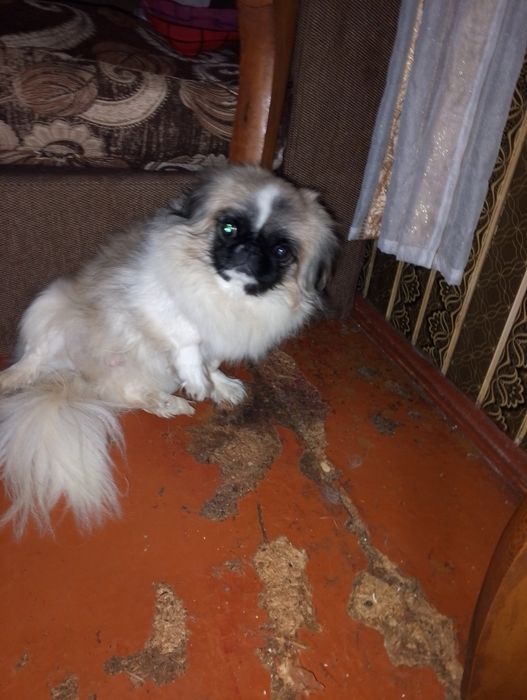 Продам пекинеса за 100 долларов