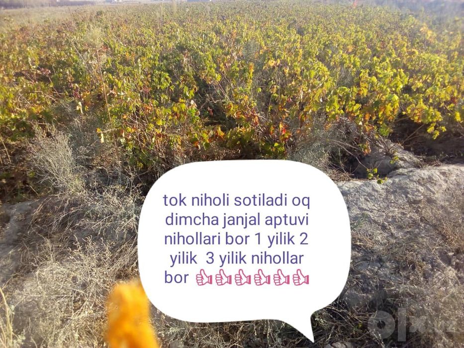 Tojiyeva muxlisa