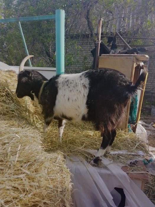 Продам альпийскую дойную козу.