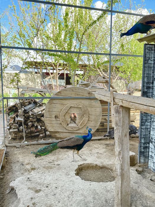 Павлин самец 3 годика