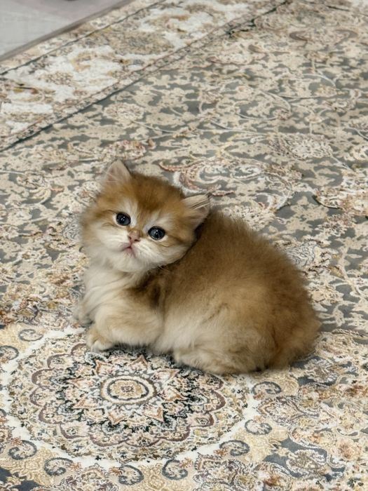 На продаже золотая шиншилла девочка