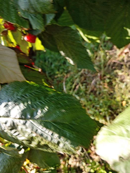 Малина ремонтантная, цветы