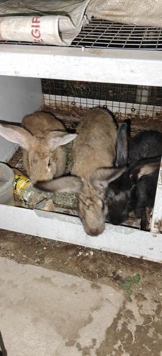 jaydari quyonlar narxiga javob bonusga qafas tekinga faqat 2ta quyonga