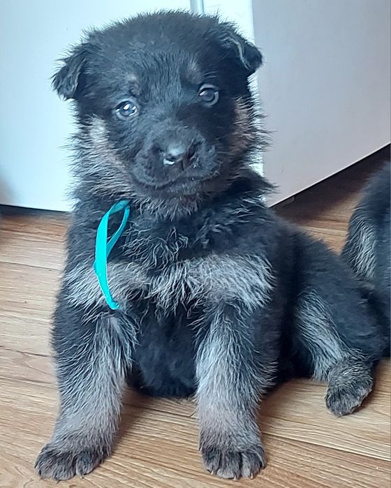 Щенки Восточноевропейской овчарки