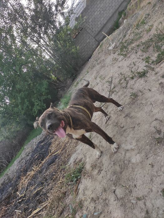 Pitbull sogʻlom arzon srochna