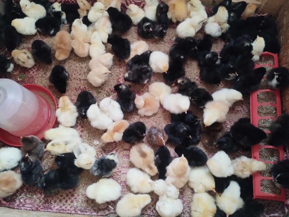 Pui de o zi de la găini de casă