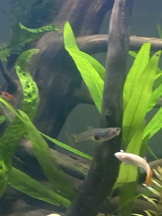 Гуппи самки штук 6-7