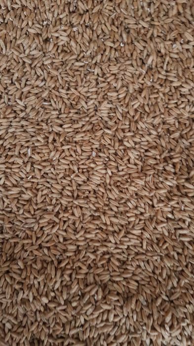 Vand triticale/grau furajer