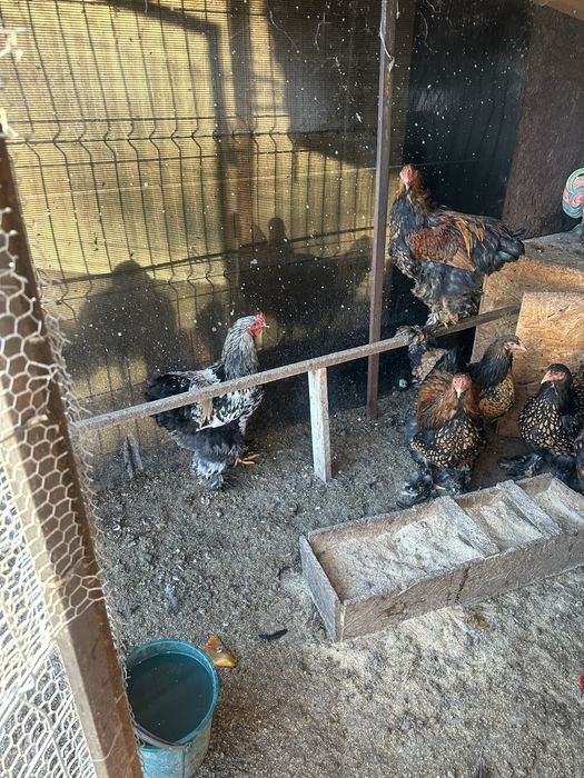 Vand cocosi Brahma silver si golden, cocosi si gaini Araucana