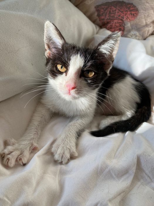 Котенце, момиче, 2 месеца