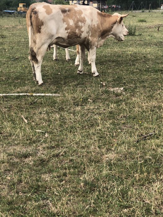 Vaca   de   abator