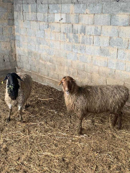 қой сатамыз будан