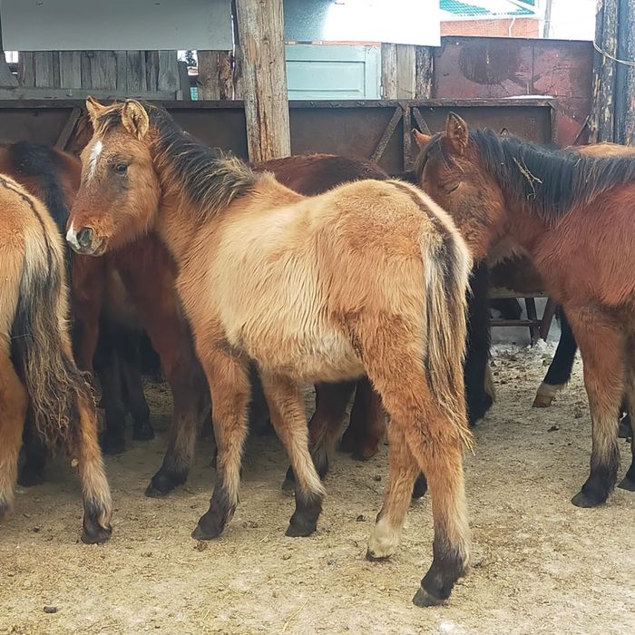 Кобылки 300тыс доставка