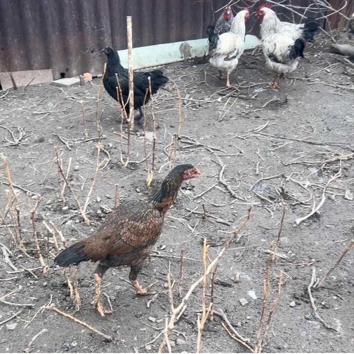 Продам куры доканы