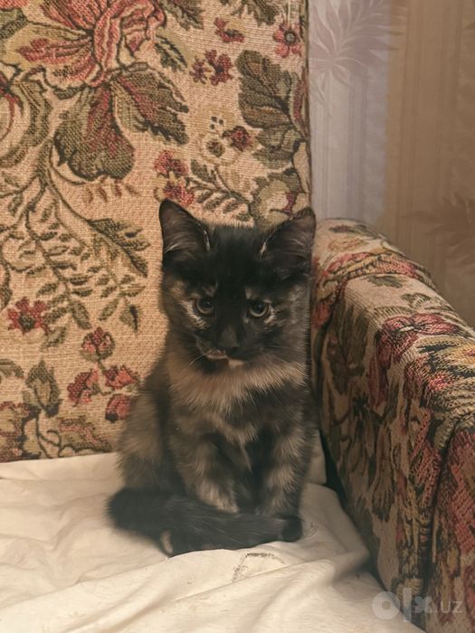 Отдам котят в добрые руки!!