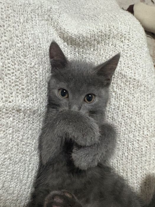 Отдам двух котят