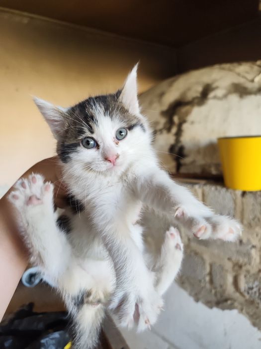 Срочно отдам даром котят