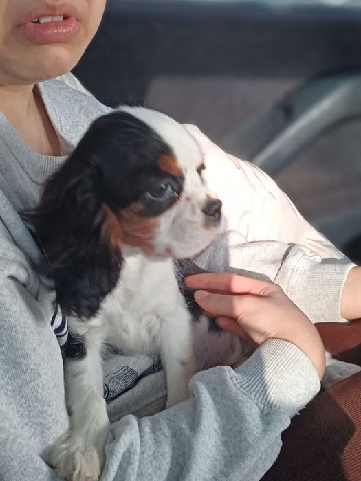 Кавалер кинг Чарльз спаниель девочка