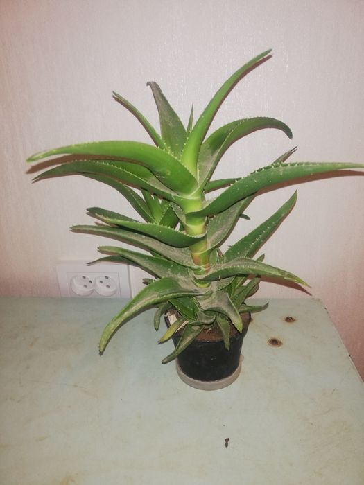 Алоэ лечебное комнатное