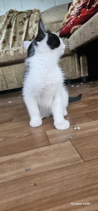 Отдам котенка в хорошие руки