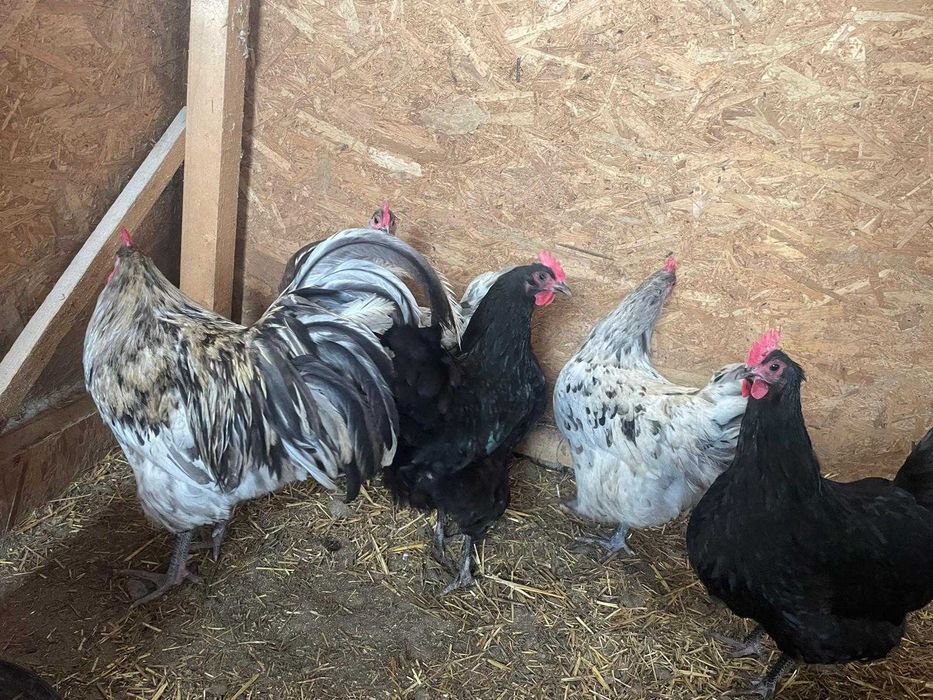 Pui Australorp de o zi
