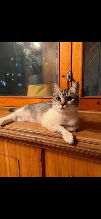 Отдаю кошек в хороше руки