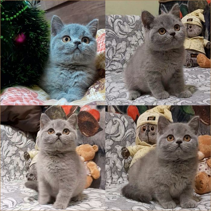 Продается чистокровная Британка