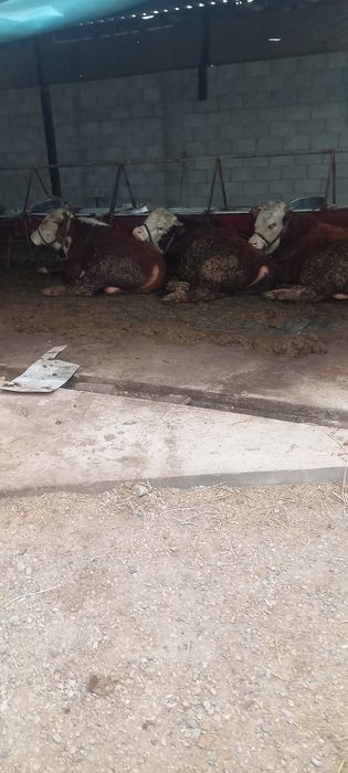 Зотдор моллар сотилади